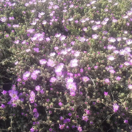 Solemarevela